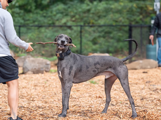 Confluence Park Dog Park photo 1